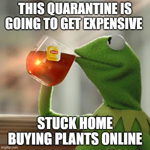 But That's None Of My Business Meme | THIS QUARANTINE IS GOING TO GET EXPENSIVE; STUCK HOME BUYING PLANTS ONLINE | image tagged in memes,but thats none of my business,kermit the frog | made w/ Imgflip meme maker