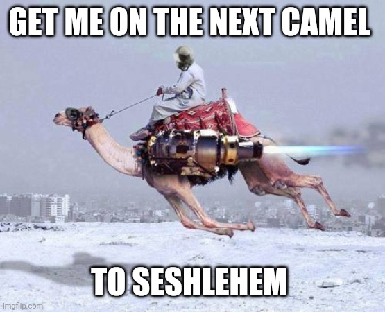 Its friday | GET ME ON THE NEXT CAMEL; TO SESHLEHEM | image tagged in camel,memes,seshlehem | made w/ Imgflip meme maker