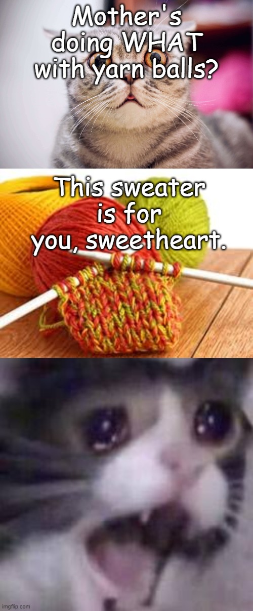 The difficult relationship between a cat and its owner | Mother's doing WHAT with yarn balls? This sweater is for you, sweetheart. | image tagged in cat,screaming cat,suprised,yarn,funny cats,cats | made w/ Imgflip meme maker