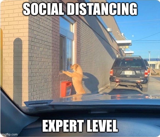 Social distancing | SOCIAL DISTANCING; EXPERT LEVEL | image tagged in covid-19,social distancing,dog | made w/ Imgflip meme maker