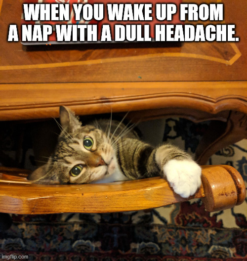 Cat in a Trance | WHEN YOU WAKE UP FROM A NAP WITH A DULL HEADACHE. | image tagged in cat in a trance | made w/ Imgflip meme maker