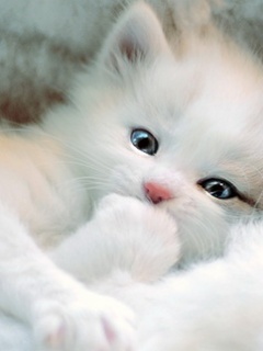 Cute white Kitten Blank Meme Template