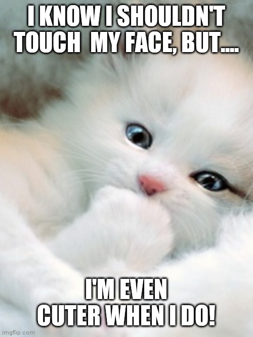 Cute Kitty | I KNOW I SHOULDN'T TOUCH  MY FACE, BUT.... I'M EVEN CUTER WHEN I DO! | image tagged in cute white kitten,corona virus | made w/ Imgflip meme maker