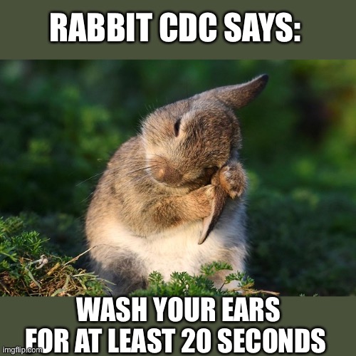 Rabbit CDC | RABBIT CDC SAYS:; WASH YOUR EARS FOR AT LEAST 20 SECONDS | image tagged in coronavirus,rabbit | made w/ Imgflip meme maker