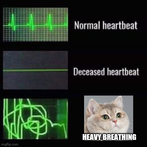 heartbeat rate | HEAVY BREATHING | image tagged in heartbeat rate,heavy breathing cat,memes | made w/ Imgflip meme maker