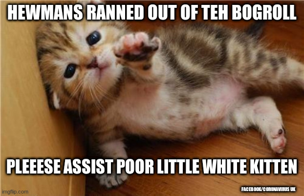 Help Me Kitten | HEWMANS RANNED OUT OF TEH BOGROLL; PLEEESE ASSIST POOR LITTLE WHITE KITTEN; FACEBOOK/CORONAVIRUS UK | image tagged in help me kitten | made w/ Imgflip meme maker