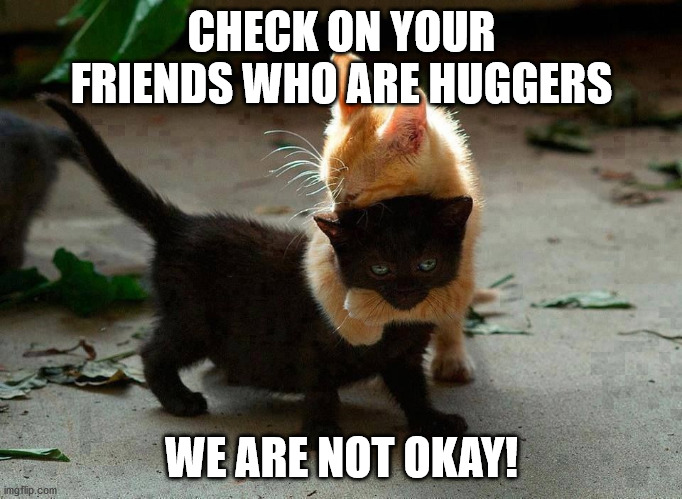 kitten hug | CHECK ON YOUR FRIENDS WHO ARE HUGGERS; WE ARE NOT OKAY! | image tagged in kitten hug | made w/ Imgflip meme maker