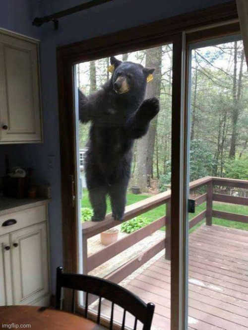 Black bear on porch railing looking in sliding glass door | image tagged in black bear on porch railing looking in sliding glass door | made w/ Imgflip meme maker