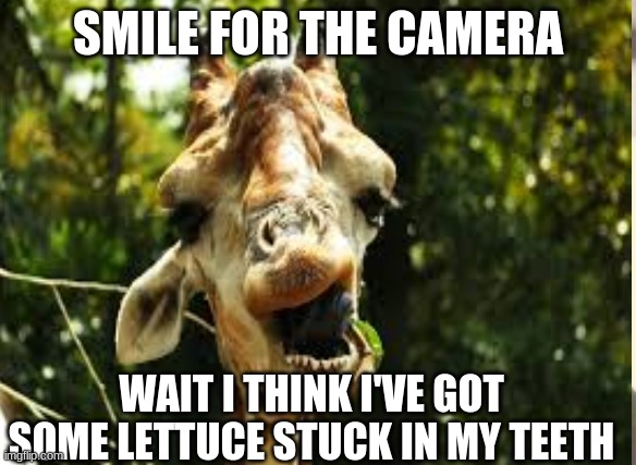 Camera+Giraffe | SMILE FOR THE CAMERA; WAIT I THINK I'VE GOT SOME LETTUCE STUCK IN MY TEETH | image tagged in funny animals,funny giraffe | made w/ Imgflip meme maker