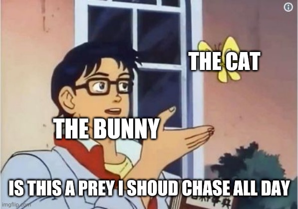 is this a pigeon | THE CAT; THE BUNNY; IS THIS A PREY I SHOUD CHASE ALL DAY | image tagged in is this a pigeon | made w/ Imgflip meme maker