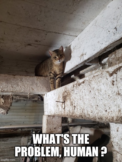 Barn cat | WHAT'S THE PROBLEM, HUMAN ? | image tagged in cats | made w/ Imgflip meme maker
