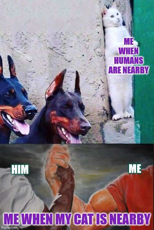 You're my sunshine/ You're my best friend | ME WHEN HUMANS ARE NEARBY; ME; HIM; ME WHEN MY CAT IS NEARBY | image tagged in hide cat dogs,shared,bros,love,friendship | made w/ Imgflip meme maker