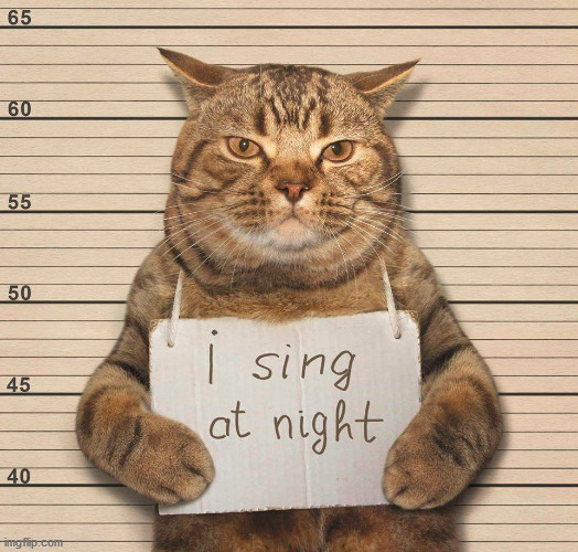 image tagged in cats | made w/ Imgflip meme maker