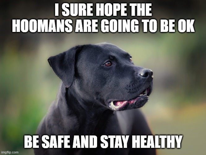 Safety dog | I SURE HOPE THE HOOMANS ARE GOING TO BE OK; BE SAFE AND STAY HEALTHY | image tagged in coronavirus,be safe,social distancing | made w/ Imgflip meme maker