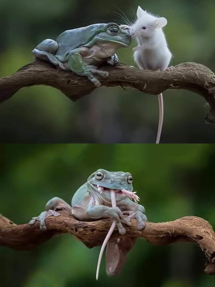 High Quality frog mouse1 Blank Meme Template