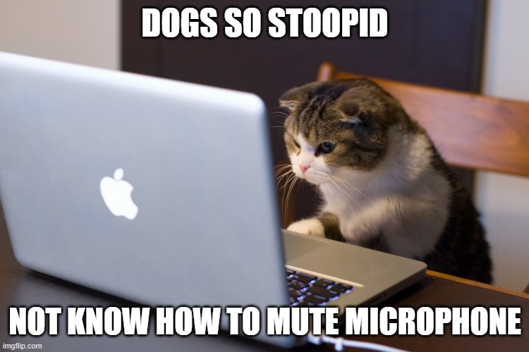 Cat on Computer |  DOGS SO STOOPID; NOT KNOW HOW TO MUTE MICROPHONE | image tagged in cat on computer | made w/ Imgflip meme maker