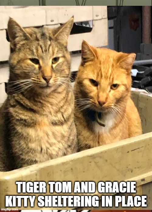 TIGER TOM AND GRACIE KITTY SHELTERING IN PLACE | made w/ Imgflip meme maker