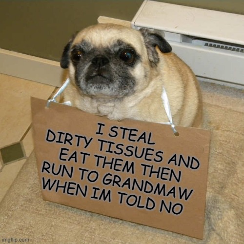 shaming | I STEAL DIRTY TISSUES AND EAT THEM THEN RUN TO GRANDMAW WHEN IM TOLD NO | image tagged in pug,sign | made w/ Imgflip meme maker