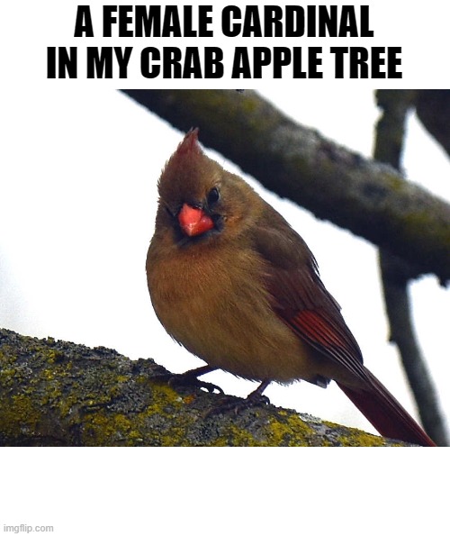 A FEMALE CARDINAL IN MY CRAB APPLE TREE | made w/ Imgflip meme maker