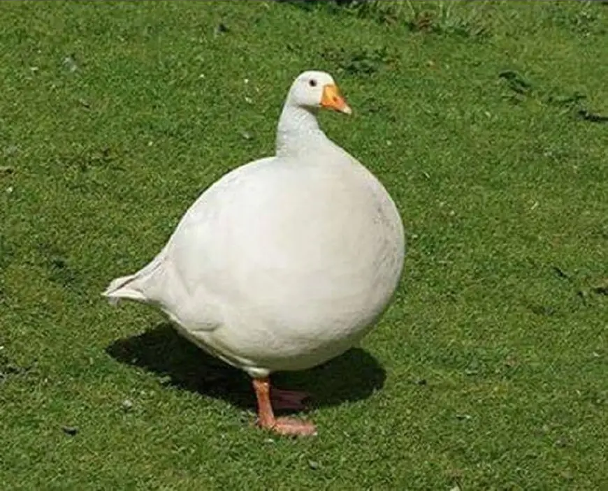 High Quality Fat goose Blank Meme Template