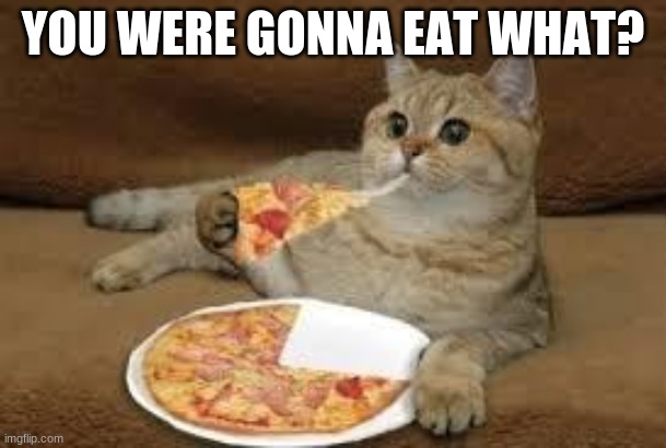 cat eats pizza | YOU WERE GONNA EAT WHAT? | image tagged in cat eats pizza | made w/ Imgflip meme maker