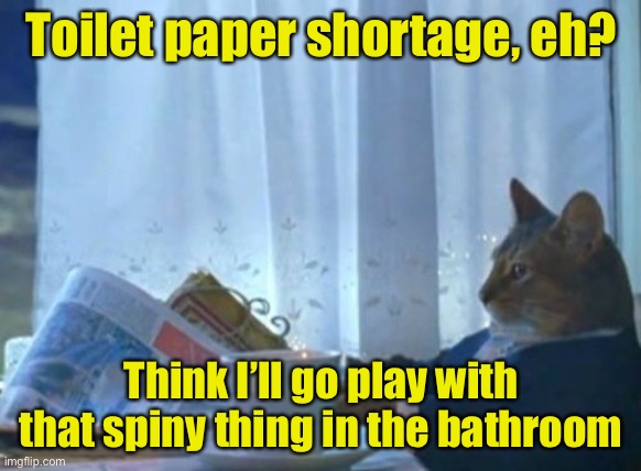 I should buy a boat . . . load of TP | Toilet paper shortage, eh? Think I’ll go play with that spiny thing in the bathroom | image tagged in memes,i should buy a boat cat,no more toilet paper | made w/ Imgflip meme maker