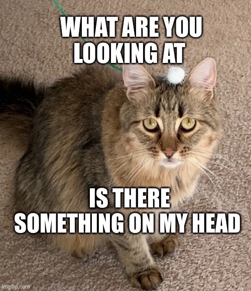 When you get your first good look - Lolcats - lol, cat memes, funny cats, funny cat pictures with words on them, funny pictures, lol cat memes