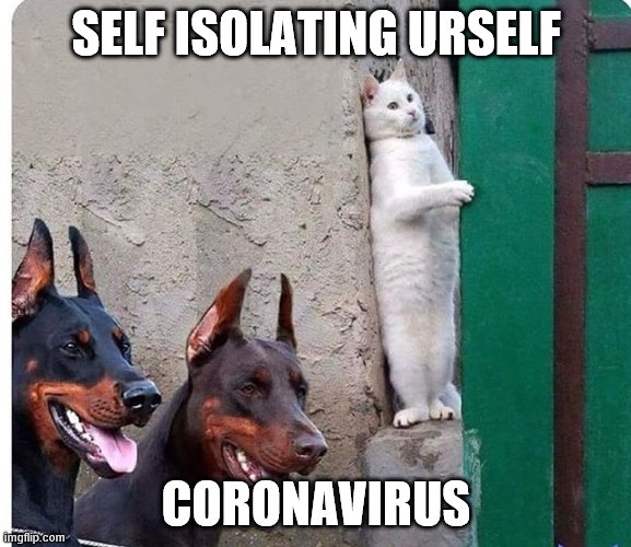 Hidden cat | SELF ISOLATING URSELF; CORONAVIRUS | image tagged in hidden cat | made w/ Imgflip meme maker