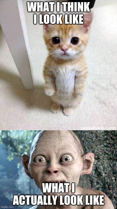 WHAT I THINK I LOOK LIKE; WHAT I ACTUALLY LOOK LIKE | image tagged in memes,cute cat | made w/ Imgflip meme maker