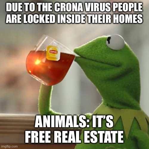 But That's None Of My Business Meme | DUE TO THE CRONA VIRUS PEOPLE ARE LOCKED INSIDE THEIR HOMES; ANIMALS: IT’S FREE REAL ESTATE | image tagged in memes,but thats none of my business,kermit the frog | made w/ Imgflip meme maker