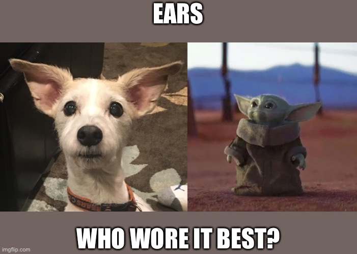 Who wore it best | EARS; WHO WORE IT BEST? | image tagged in baby yoda,dog | made w/ Imgflip meme maker