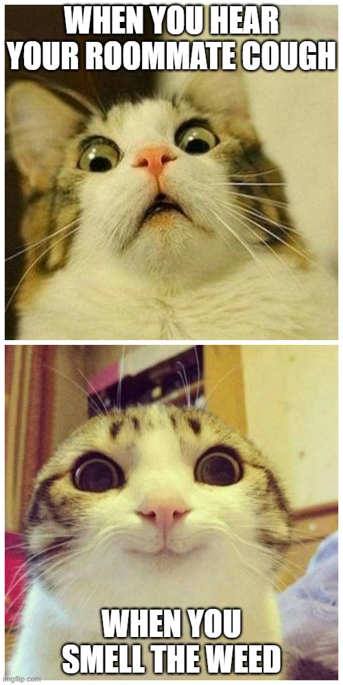 Corona or Indica | WHEN YOU HEAR YOUR ROOMMATE COUGH; WHEN YOU SMELL THE WEED | image tagged in scared cat to happy cat,weed | made w/ Imgflip meme maker