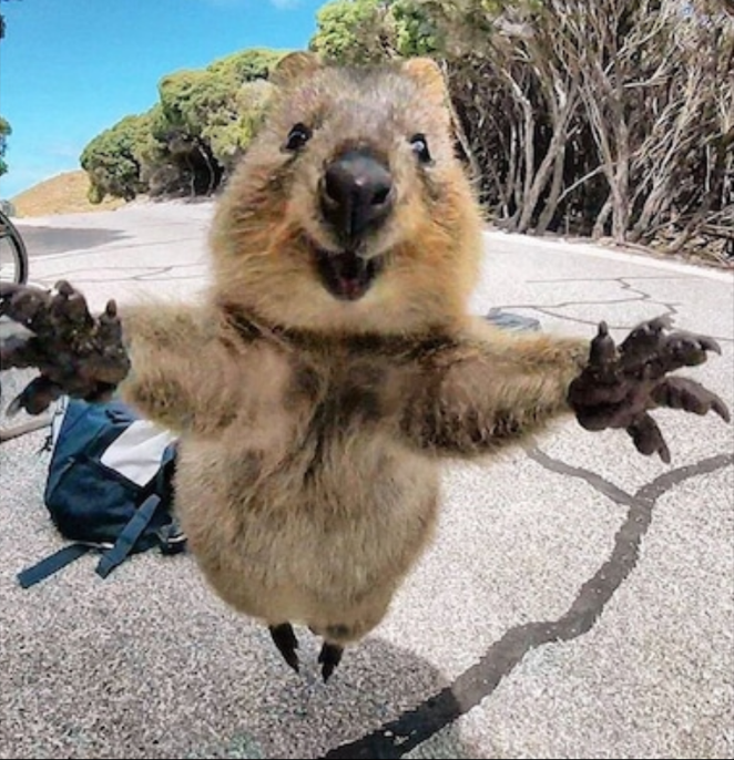 Quokka I love you Blank Meme Template