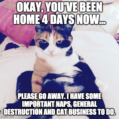 Cats need social distancing too | OKAY, YOU'VE BEEN HOME 4 DAYS NOW... PLEASE GO AWAY. I HAVE SOME IMPORTANT NAPS, GENERAL DESTRUCTION AND CAT BUSINESS TO DO. | image tagged in cats,social distancing,staying home,working at home,go away | made w/ Imgflip meme maker