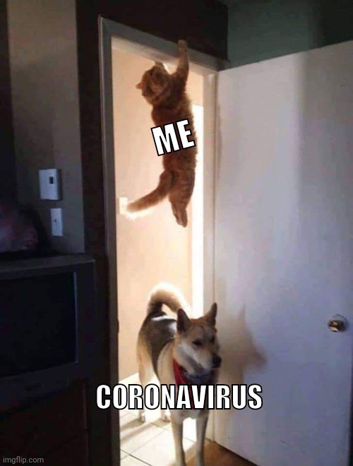 Hiding from coronavirus | ME; CORONAVIRUS | image tagged in coronavirus,cat,dog | made w/ Imgflip meme maker