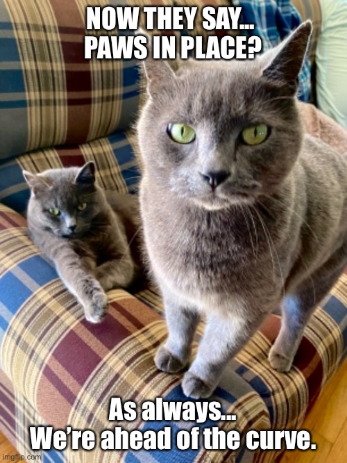 Paws In Place | NOW THEY SAY... 
PAWS IN PLACE? As always...
We’re ahead of the curve. | image tagged in cats,coronavirus,pause in place,government shutdown,quarantine | made w/ Imgflip meme maker