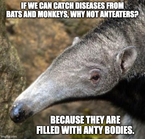 How It Feels When Anteater | IF WE CAN CATCH DISEASES FROM BATS AND MONKEYS, WHY NOT ANTEATERS? BECAUSE THEY ARE FILLED WITH ANTY BODIES. | image tagged in how it feels when anteater,coronavirus,bad pun | made w/ Imgflip meme maker