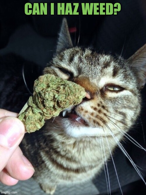 CAN I HAZ WEED? | made w/ Imgflip meme maker