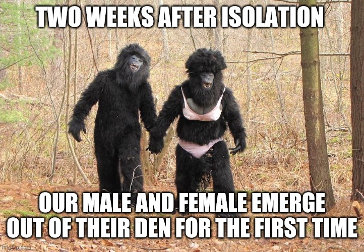 #coronavirus | TWO WEEKS AFTER ISOLATION; OUR MALE AND FEMALE EMERGE OUT OF THEIR DEN FOR THE FIRST TIME | image tagged in bigfoot,social distancing,coronavirus,2020,pandemic,quarantine | made w/ Imgflip meme maker