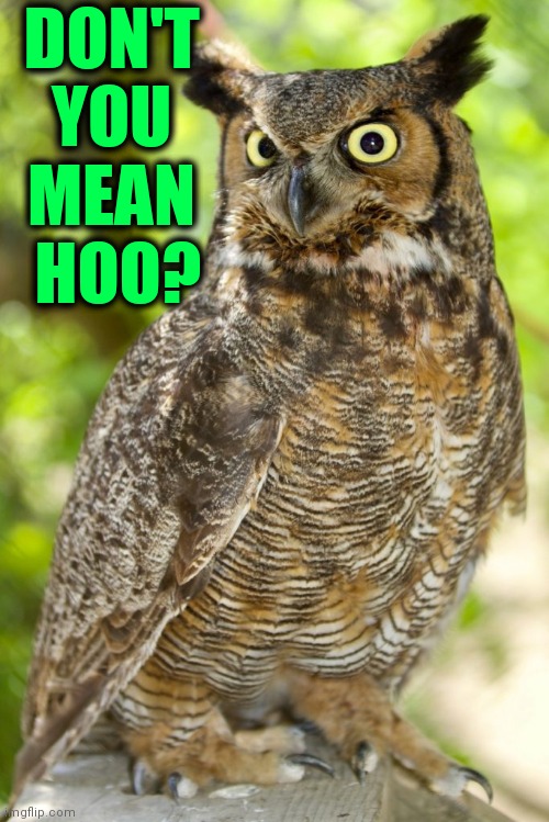 DON'T YOU MEAN  HOO? | made w/ Imgflip meme maker