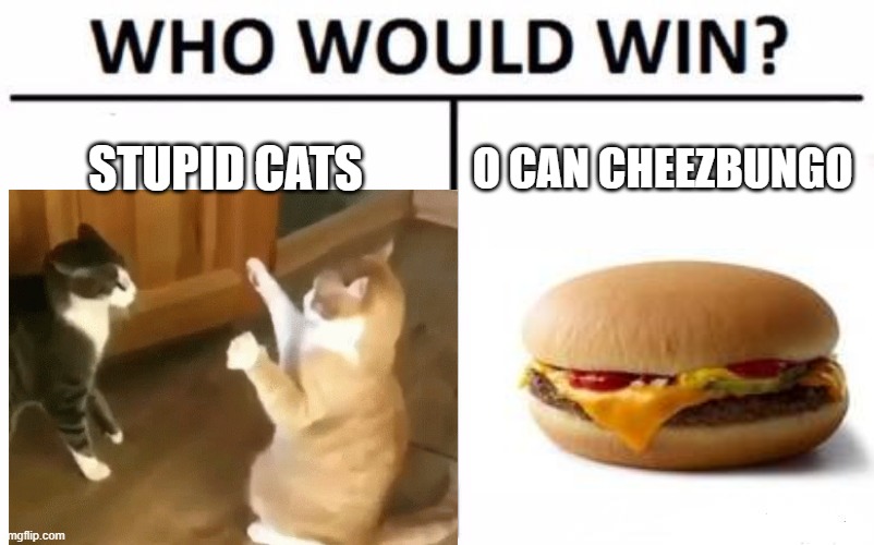 Stupid Cats and O-can Cheezbungo | STUPID CATS; O CAN CHEEZBUNGO | image tagged in i can has cheezburger cat | made w/ Imgflip meme maker