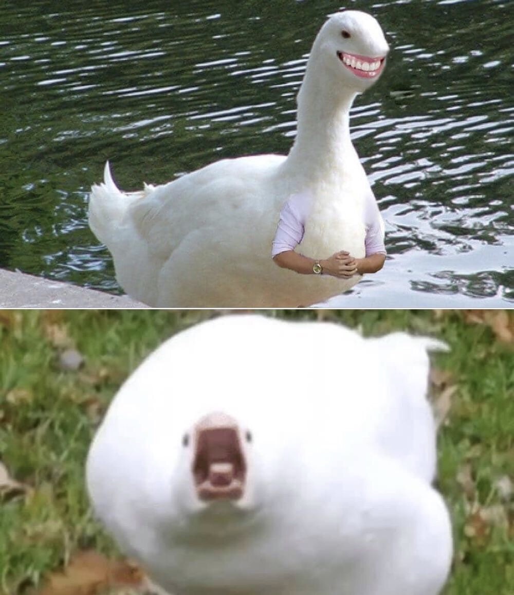 High Quality Smiling angry swan Blank Meme Template