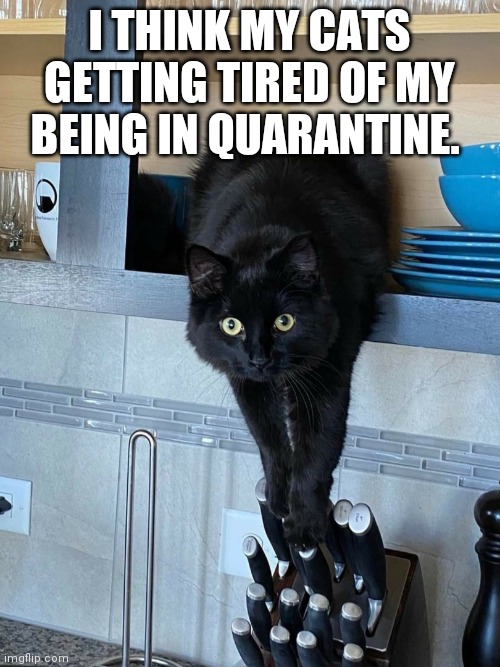 Quarantine cats | I THINK MY CATS GETTING TIRED OF MY BEING IN QUARANTINE. | image tagged in coronavirus,quarantine,funny cats | made w/ Imgflip meme maker
