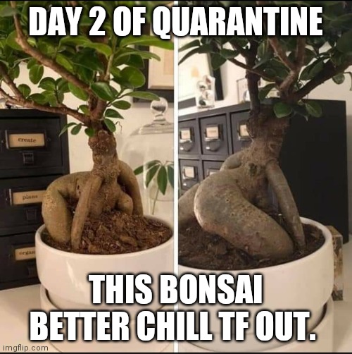 DAY 2 OF QUARANTINE; THIS BONSAI BETTER CHILL TF OUT. | image tagged in quarantine,covid19,funny memes | made w/ Imgflip meme maker