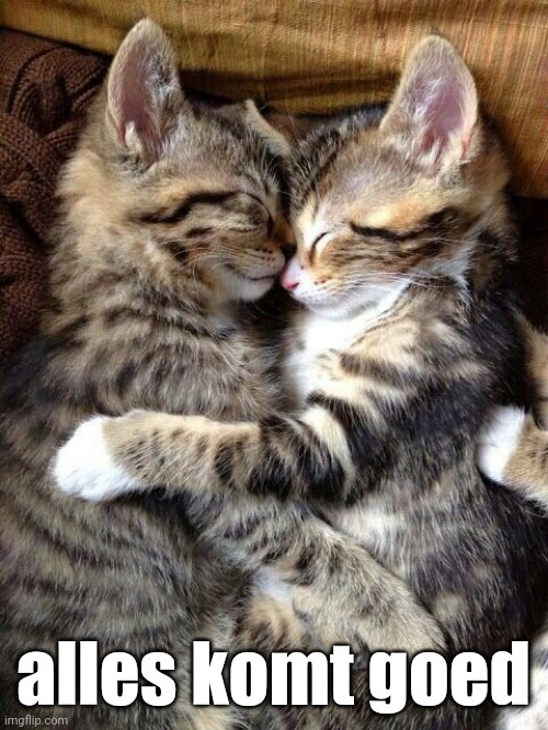 Cute Cats Cuddling | alles komt goed | image tagged in cute cats cuddling | made w/ Imgflip meme maker