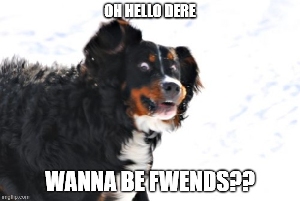Crazy Dawg Meme | OH HELLO DERE; WANNA BE FWENDS?? | image tagged in memes,crazy dawg | made w/ Imgflip meme maker