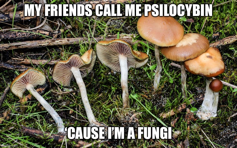 magic mushrooms | MY FRIENDS CALL ME PSILOCYBIN; ‘CAUSE I’M A FUNGI | image tagged in magic mushrooms | made w/ Imgflip meme maker