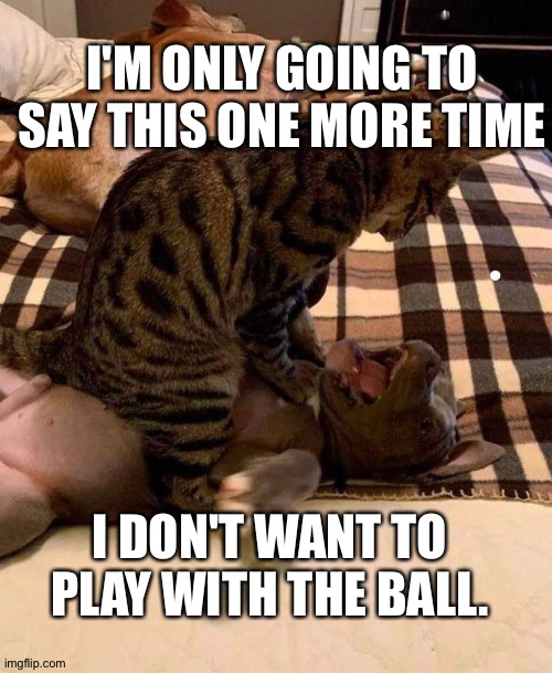 Cats and dogs | I'M ONLY GOING TO SAY THIS ONE MORE TIME; I DON'T WANT TO PLAY WITH THE BALL. | image tagged in grumpy cat | made w/ Imgflip meme maker