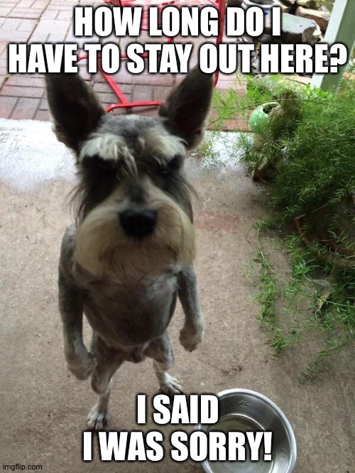 Angry dog | HOW LONG DO I HAVE TO STAY OUT HERE? I SAID I WAS SORRY! | image tagged in angry dog | made w/ Imgflip meme maker