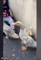 All Right, This One's Coming Home with Me | image tagged in gifs,ducks | made w/ Imgflip video-to-gif maker